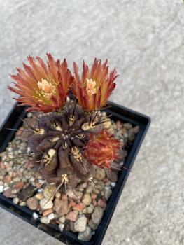 Neochilenia pulchella